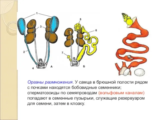 Органы размножения. У самца в брюшной полости рядом с почками находятся