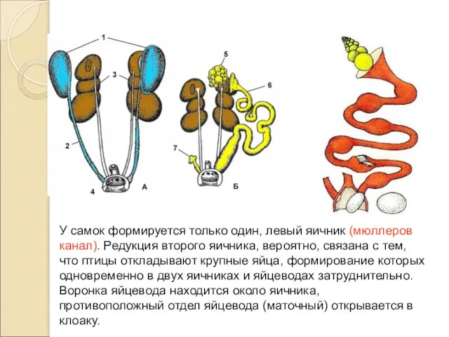 У самок формируется только один, левый яичник (мюллеров канал). Редукция второго