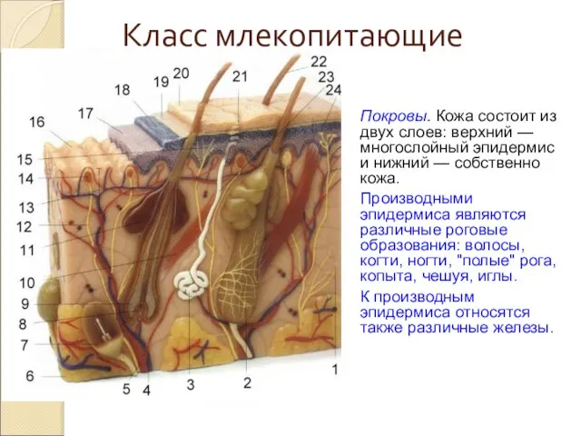 Класс млекопитающие Покровы. Кожа состоит из двух слоев: верхний — многослойный