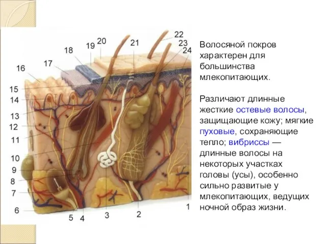 Волосяной покров характерен для большинства млекопитающих. Различают длинные жесткие остевые волосы,