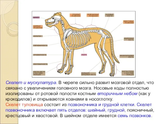 Скелет и мускулатура. В черепе сильно развит мозговой отдел, что связано