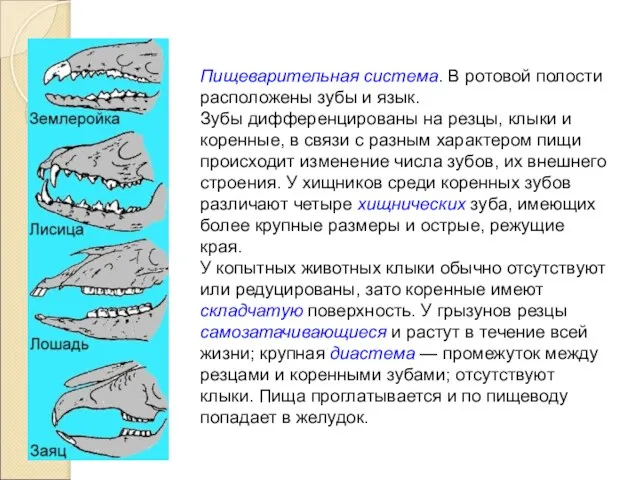 Пищеварительная система. В ротовой полости расположены зубы и язык. Зубы дифференцированы