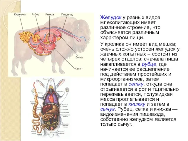 Желудок у разных видов млекопитающих имеет различное строение, что объясняется различным