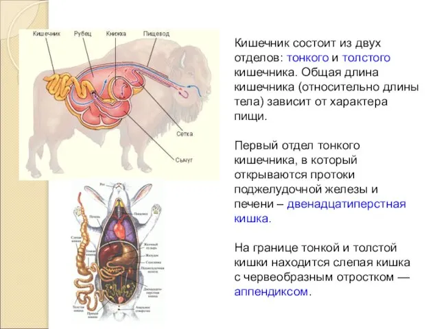 Кишечник состоит из двух отделов: тонкого и толстого кишечника. Общая длина