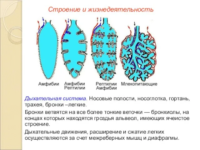 Строение и жизнедеятельность Дыхательная система. Носовые полости, носоглотка, гортань, трахея, бронхи