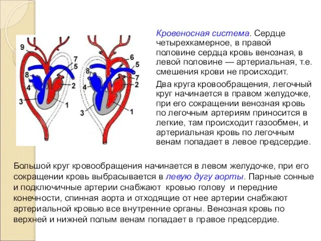 Большой круг кровообращения начинается в левом желудочке, при его сокращении кровь