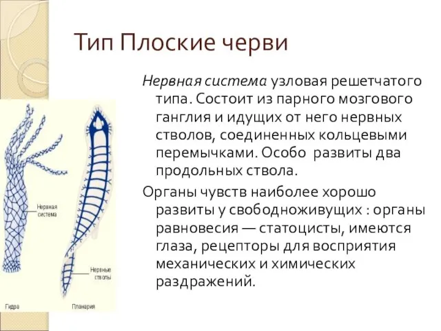 Тип Плоские черви Нервная система узловая решетчатого типа. Состоит из парного