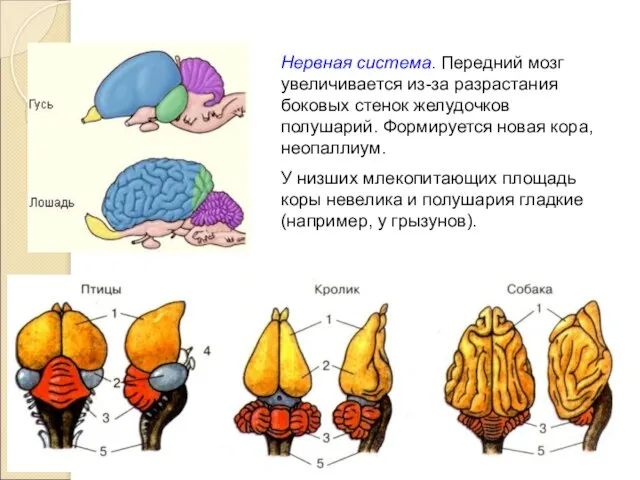 Нервная система. Передний мозг увеличивается из-за разрастания боковых стенок желудочков полушарий.