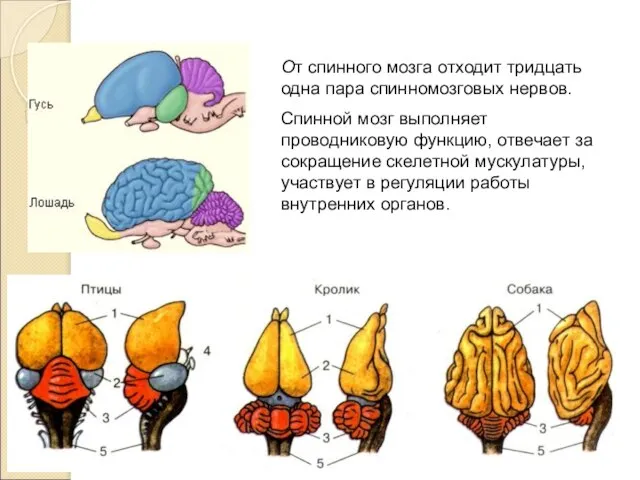 От спинного мозга отходит тридцать одна пара спинномозговых нервов. Спинной мозг