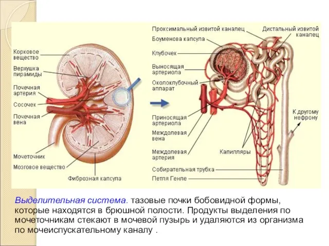 Выделительная система. тазовые почки бобовидной формы, которые находятся в брюшной полости.