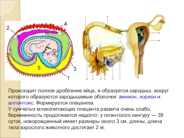 Происходит полное дробление яйца, и образуется зародыш, вокруг которого образуются зародышевые