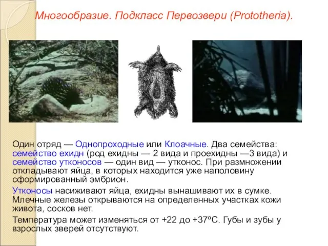 Многообразие. Подкласс Первозвери (Prototheria). Один отряд — Однопроходные или Клоачные. Два