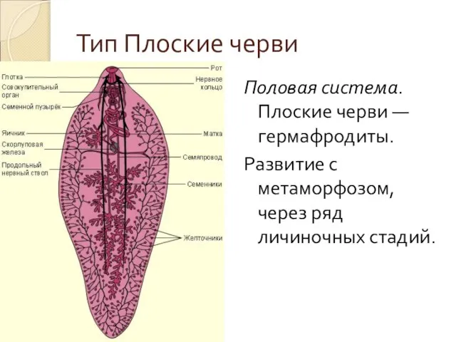 Тип Плоские черви Половая система. Плоские черви — гермафродиты. Развитие с метаморфозом, через ряд личиночных стадий.