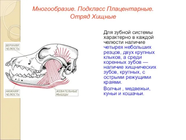 Многообразие. Подкласс Плацентарные. Отряд Хищные Для зубной системы характерно в каждой