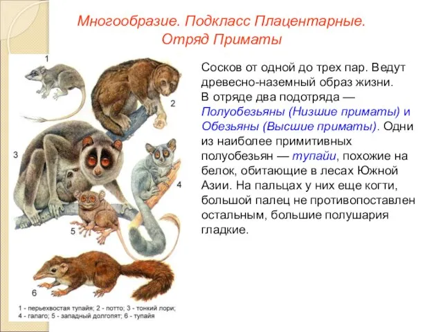 Многообразие. Подкласс Плацентарные. Отряд Приматы Сосков от одной до трех пар.