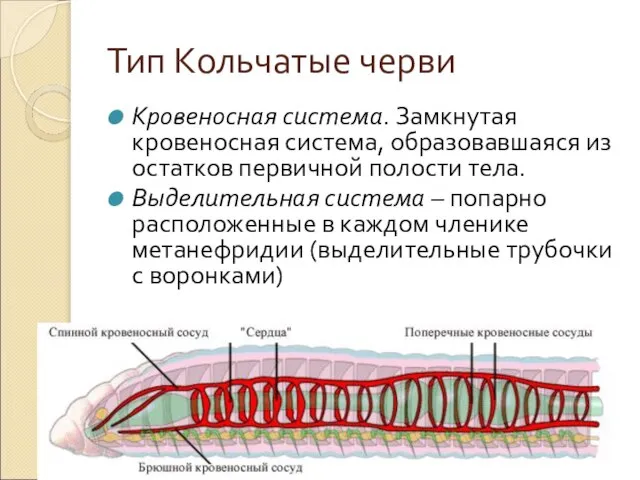 Тип Кольчатые черви Кровеносная система. Замкнутая кровеносная система, образовавшаяся из остатков