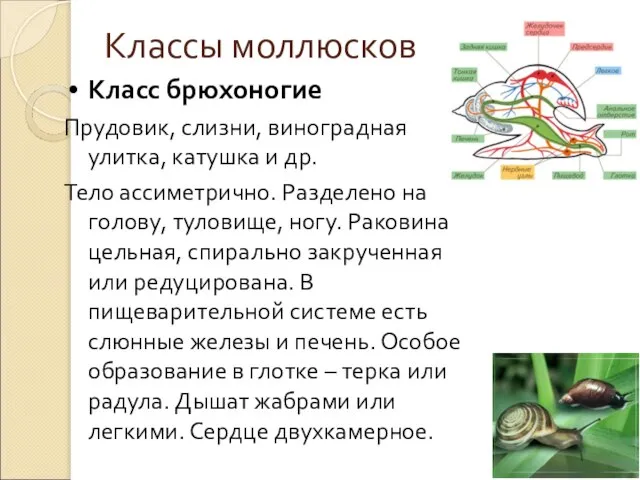 Классы моллюсков Класс брюхоногие Прудовик, слизни, виноградная улитка, катушка и др.