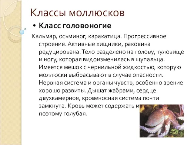 Классы моллюсков Класс головоногие Кальмар, осьминог, каракатица. Прогрессивное строение. Активные хищники,