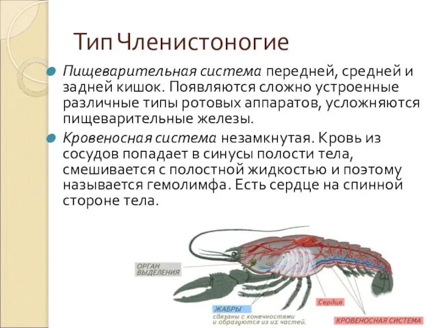 Тип Членистоногие Пищеварительная система передней, средней и задней кишок. Появляются сложно