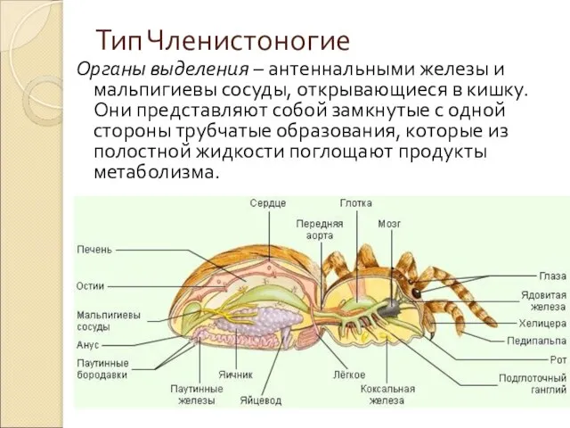 Тип Членистоногие Органы выделения – антеннальными железы и мальпигиевы сосуды, открывающиеся