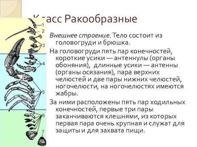 Класс Ракообразные Внешнее строение. Тело состоит из головогруди и брюшка. На