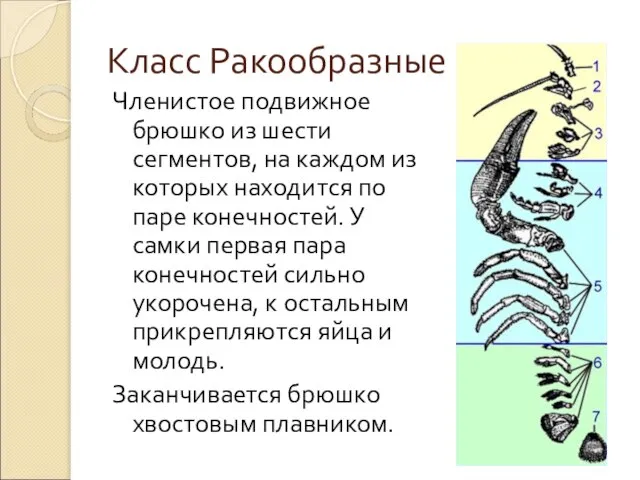 Класс Ракообразные Членистое подвижное брюшко из шести сегментов, на каждом из