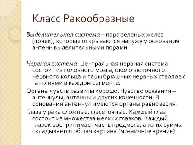 Класс Ракообразные Выделительная система – пара зеленых желез (почек), которые открываются