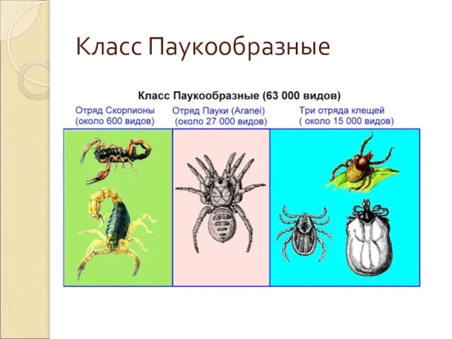 Класс Паукообразные