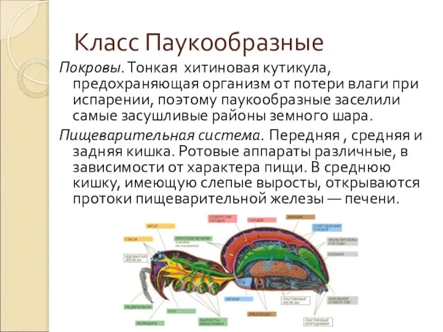 Класс Паукообразные Покровы. Тонкая хитиновая кутикула, предохраняющая организм от потери влаги