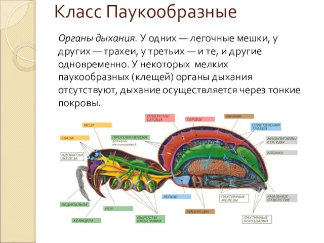 Класс Паукообразные Органы дыхания. У одних — легочные мешки, у других