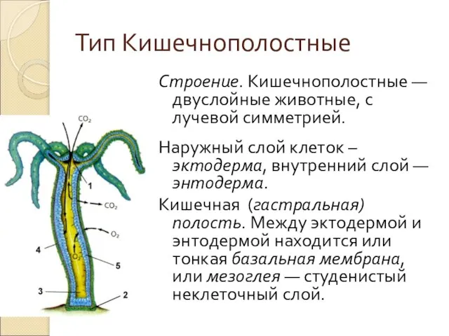 Тип Кишечнополостные Строение. Кишечнополостные — двуслойные животные, с лучевой симметрией. Наружный