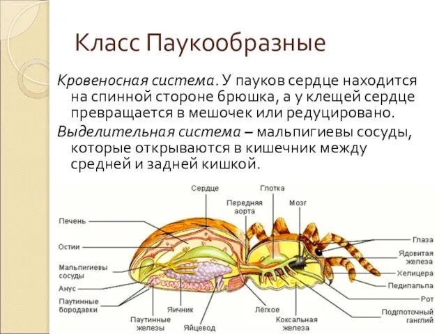 Класс Паукообразные Кровеносная система. У пауков сердце находится на спинной стороне