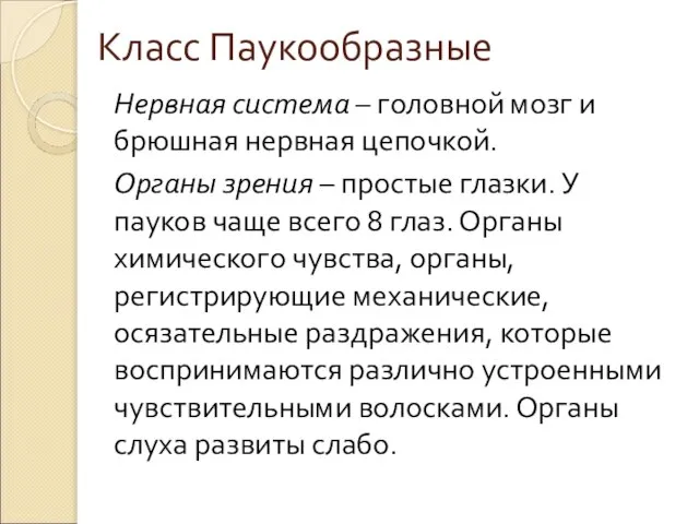 Класс Паукообразные Нервная система – головной мозг и брюшная нервная цепочкой.