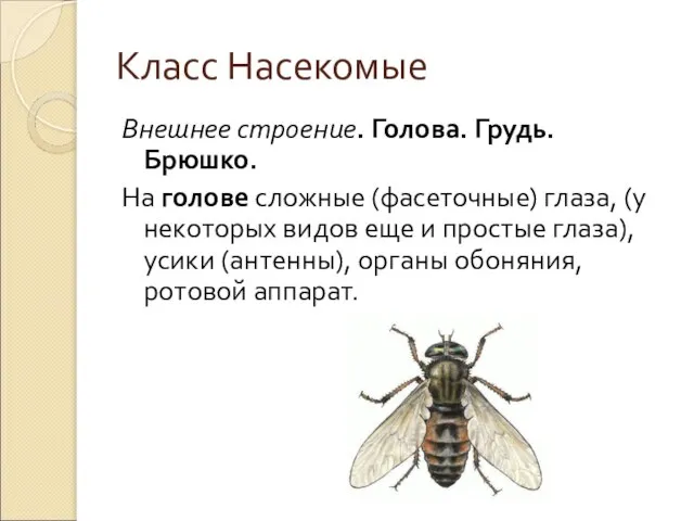 Класс Насекомые Внешнее строение. Голова. Грудь. Брюшко. На голове сложные (фасеточные)