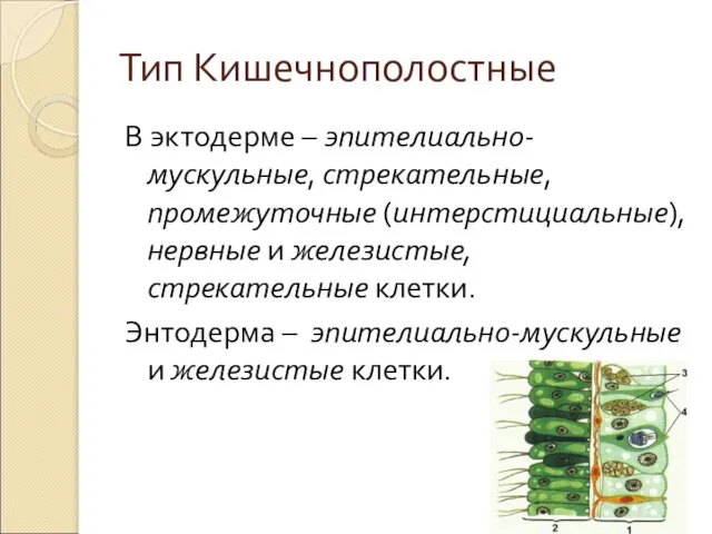 Тип Кишечнополостные В эктодерме – эпителиально-мускульные, стрекательные, промежуточные (интерстициальные), нервные и