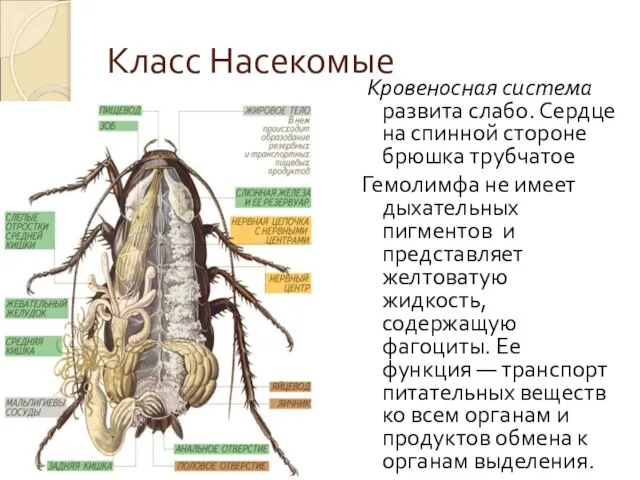 Класс Насекомые Кровеносная система развита слабо. Сердце на спинной стороне брюшка