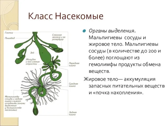 Класс Насекомые Органы выделения. Мальпигиевы сосуды и жировое тело. Мальпигиевы сосуды