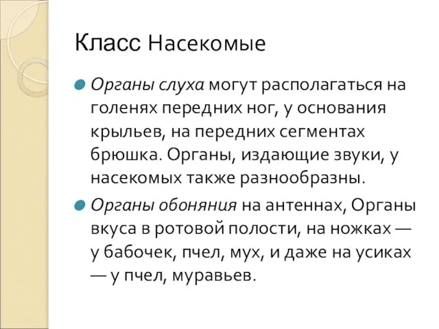 Класс Насекомые Органы слуха могут располагаться на голенях передних ног, у