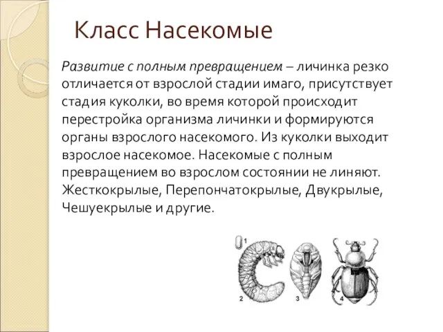 Класс Насекомые Развитие с полным превращением – личинка резко отличается от