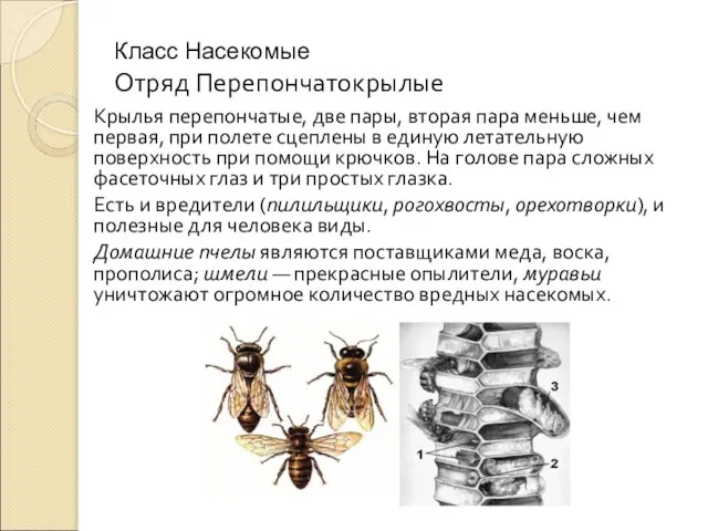 Класс Насекомые Отряд Перепончатокрылые Крылья перепончатые, две пары, вторая пара меньше,