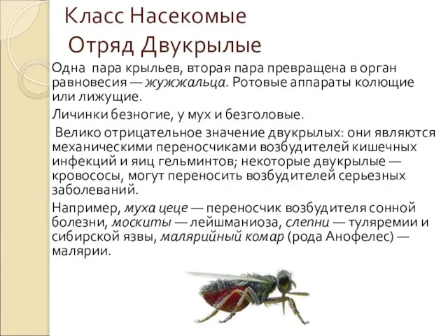 Класс Насекомые Отряд Двукрылые Одна пара крыльев, вторая пара превращена в