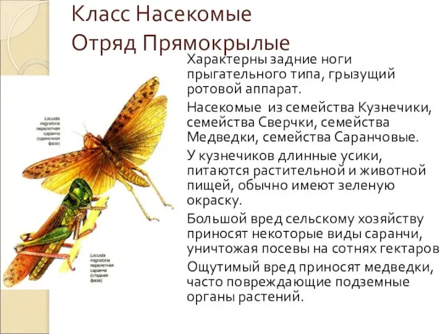 Класс Насекомые Отряд Прямокрылые Характерны задние ноги прыгательного типа, грызущий ротовой