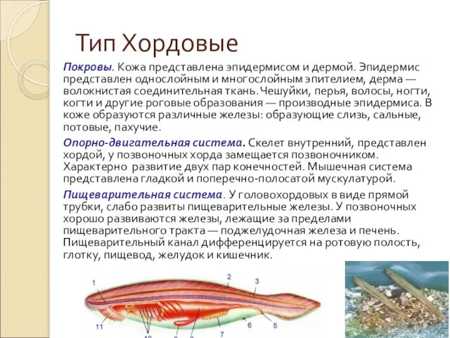 Тип Хордовые Покровы. Кожа представлена эпидермисом и дермой. Эпидермис представлен однослойным