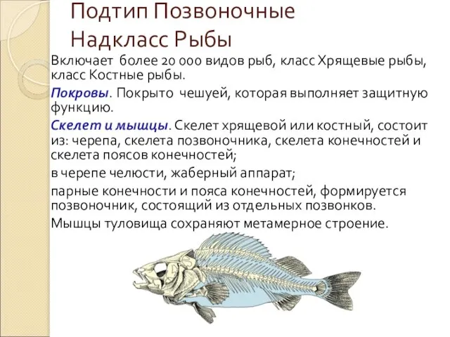 Подтип Позвоночные Надкласс Рыбы Включает более 20 000 видов рыб, класс