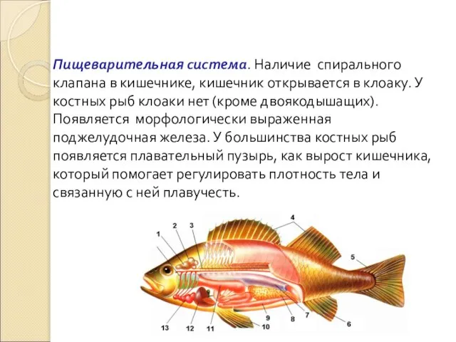 Пищеварительная система. Наличие спирального клапана в кишечнике, кишечник открывается в клоаку.