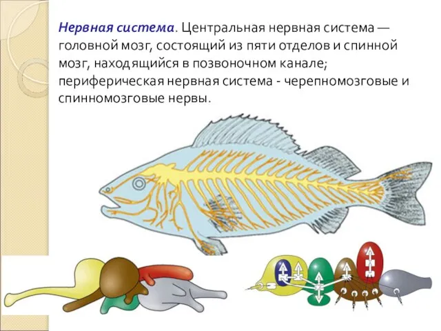 Нервная система. Центральная нервная система — головной мозг, состоящий из пяти