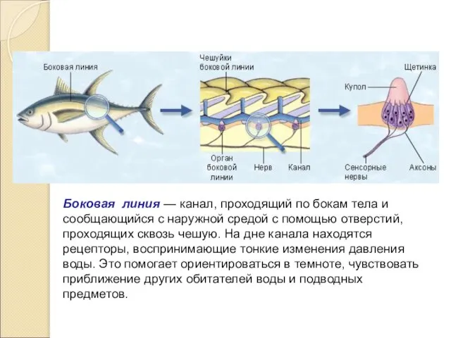 Боковая линия — канал, проходящий по бокам тела и сообщающийся с