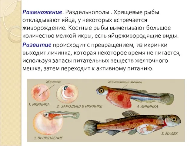 Размножение. Раздельнополы . Хрящевые рыбы откладывают яйца, у некоторых встречается живорождение.