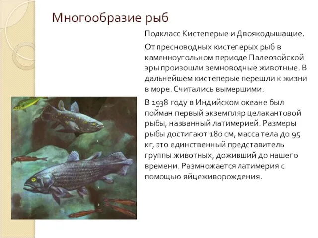 Многообразие рыб Подкласс Кистеперые и Двоякодышащие. От пресноводных кистеперых рыб в