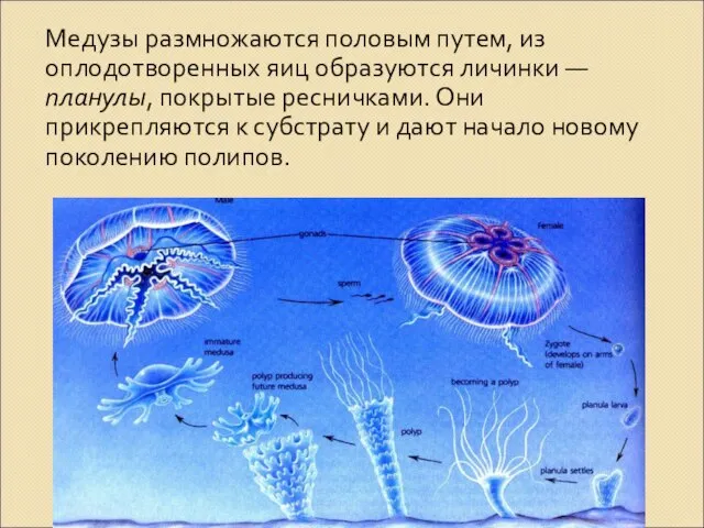 Медузы размножаются половым путем, из оплодотворенных яиц образуются личинки — планулы,